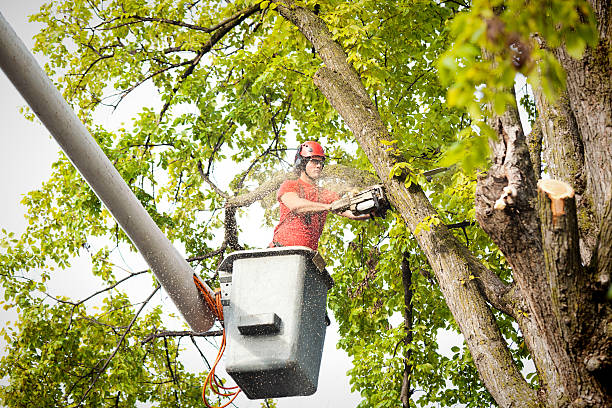 Best Professional Tree Care  in Longview Heights, WA